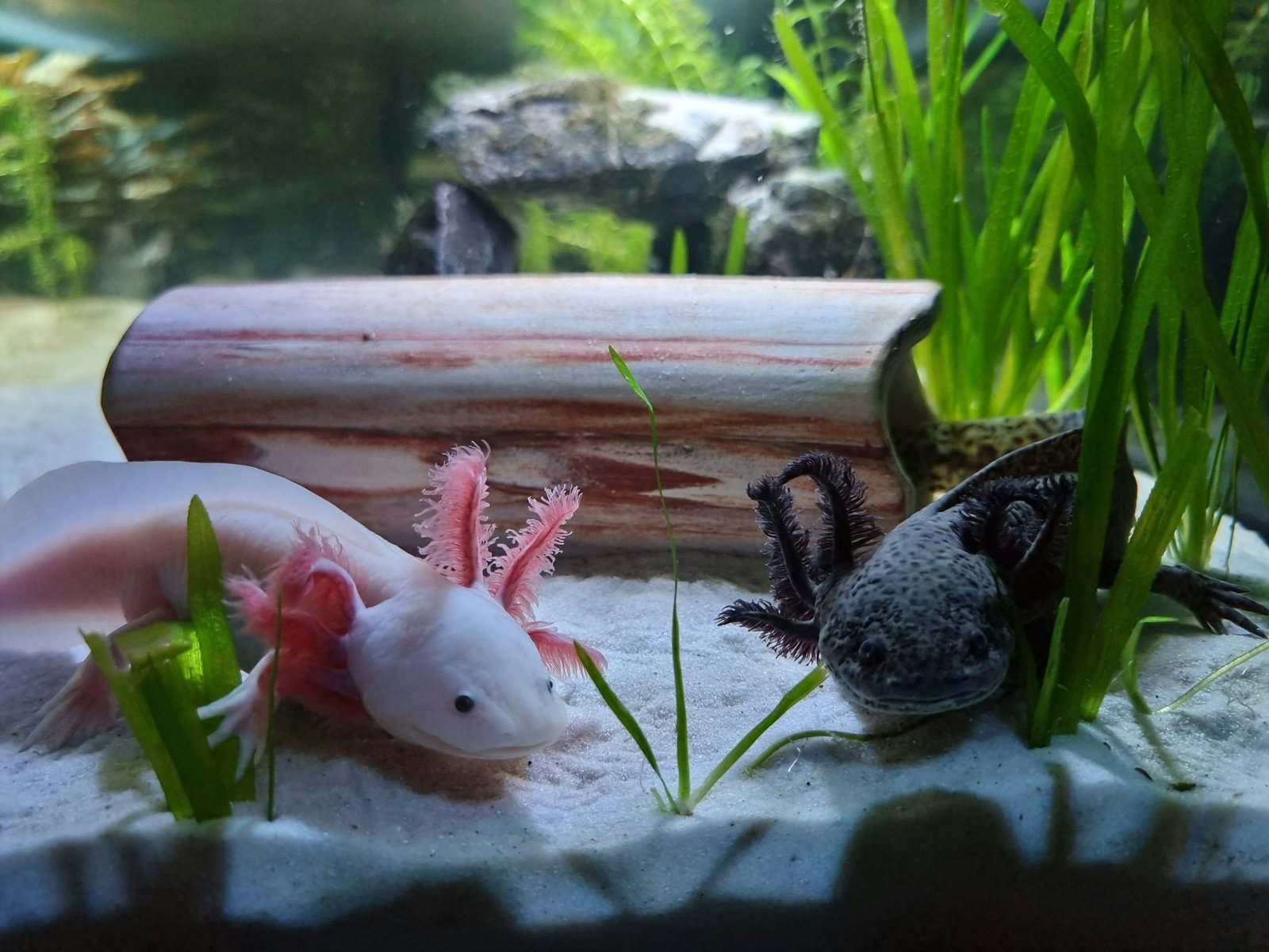 Axolotl Nachzuchten Zu Verkaufen Salamander Ein Seltener Axolotl 