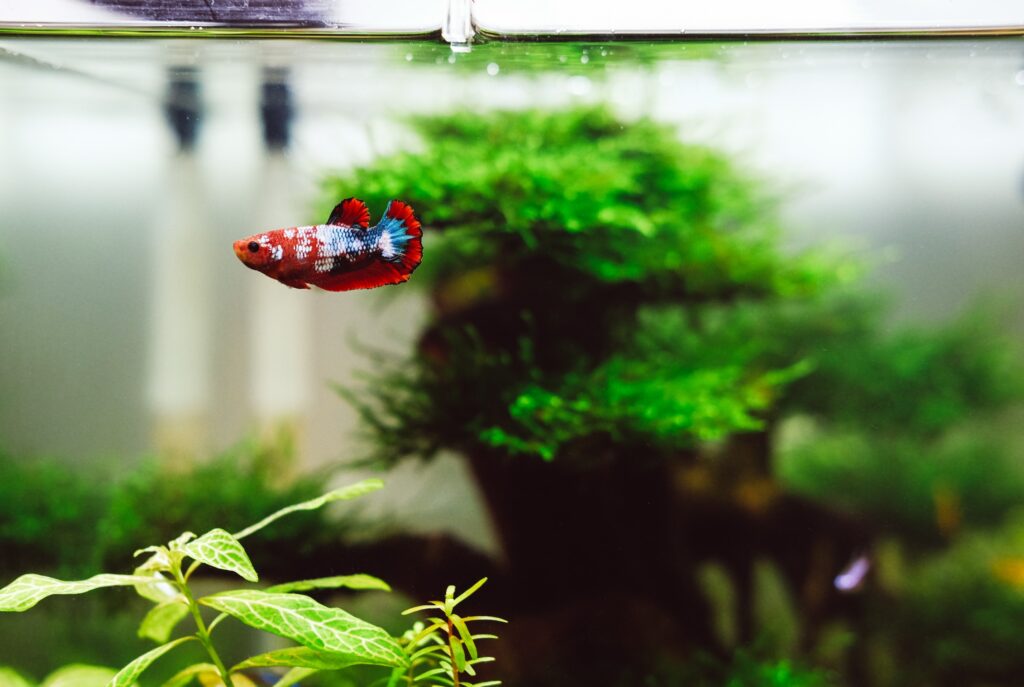Fische für hartes Wasser