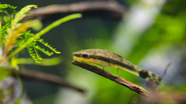 Füttern von Aquariumfischen