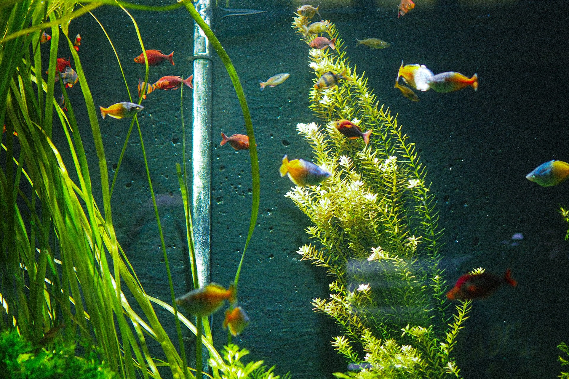 Harmonisches Gemeinschaftsaquarium mit verschiedenen Fischarten