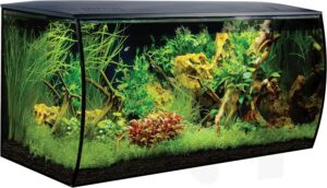 aquarium fische einsteiger set