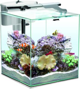 Kleines Aquarium Meerwasser