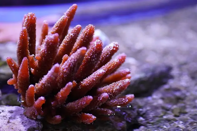 Acropora koralle nano aquarium