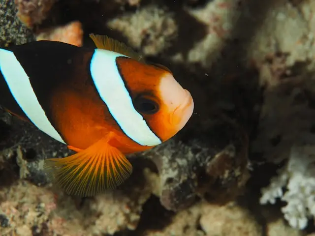 Clownfish für Nano aquarium