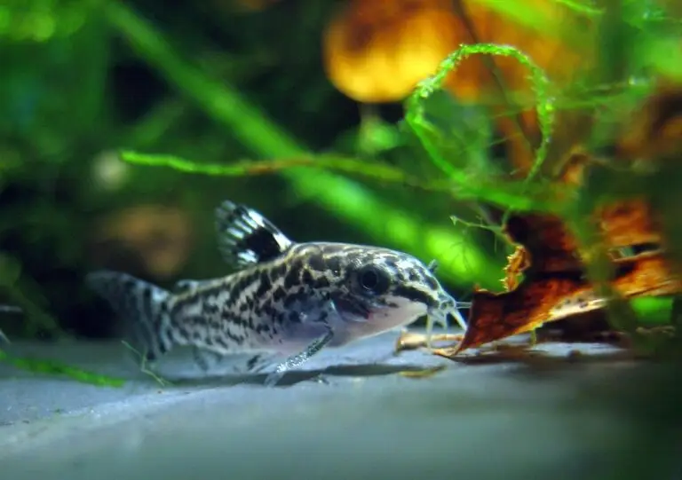 Corydoras Wels Schwimmverhalten