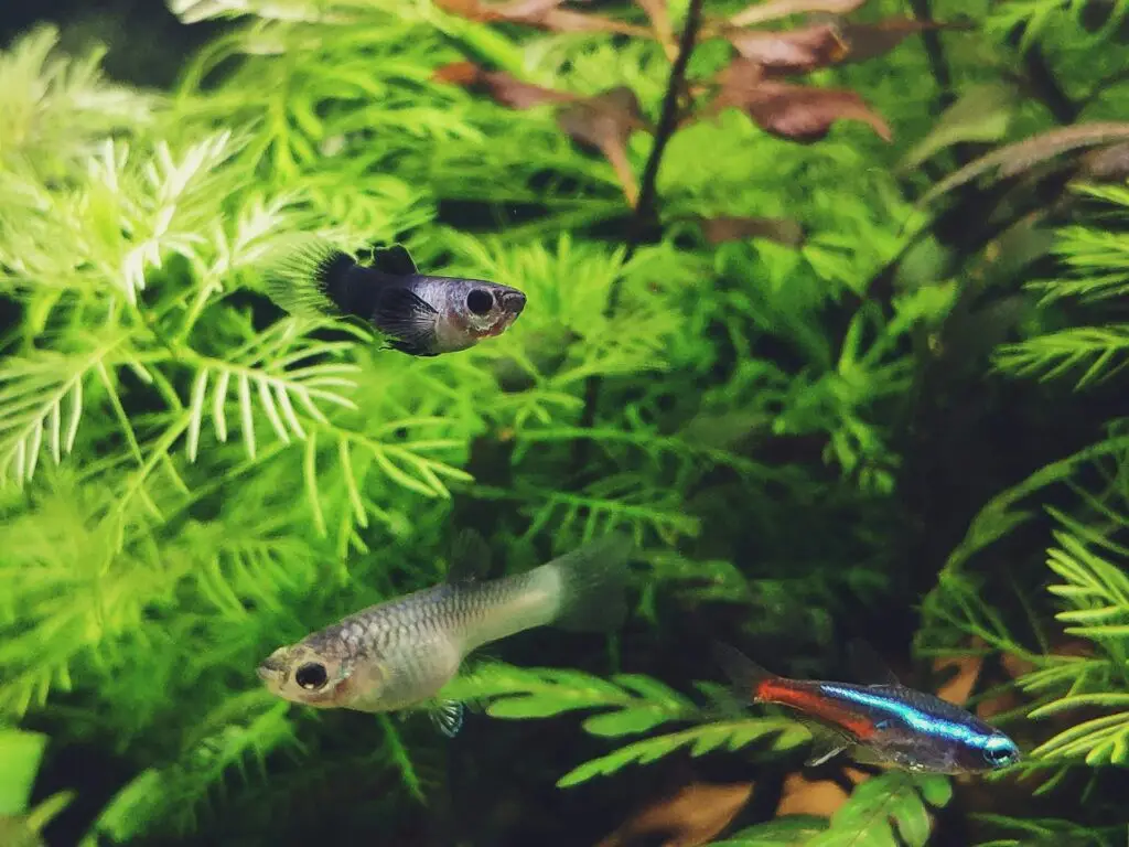 nachhaltige aquaristik