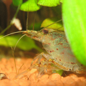 Amano Garnelen wasserwerte
