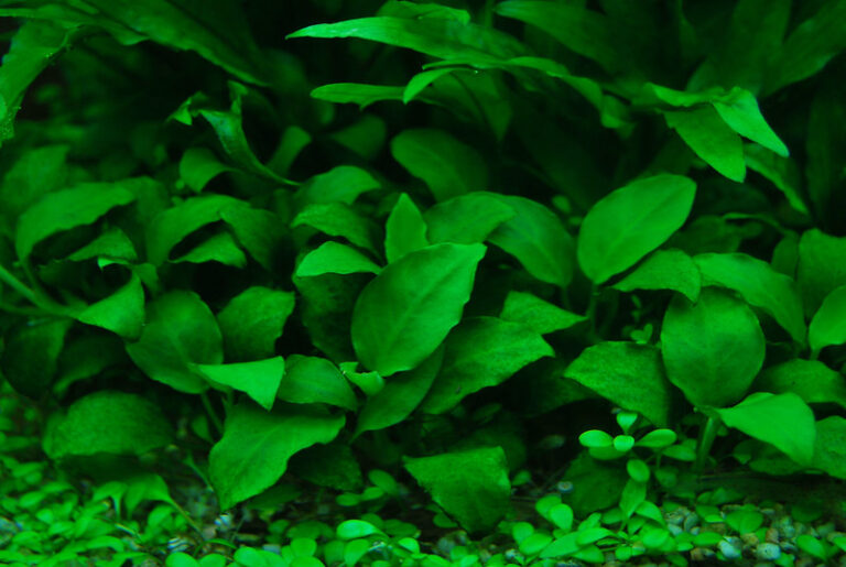 Die 12 besten Aquariumpflanzen für wenig Licht: Kompletter Leitfaden für Anfänger