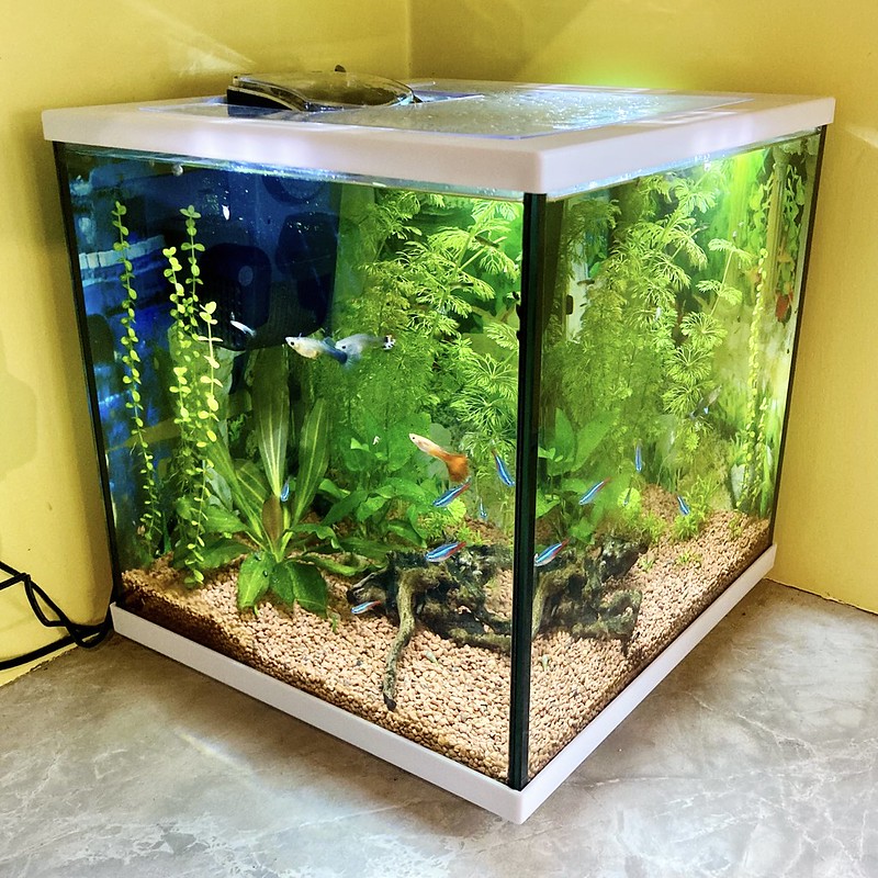 Aquarium kosten