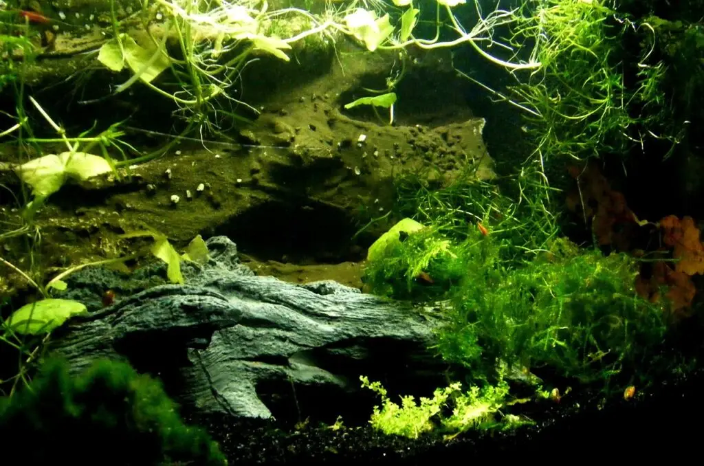 Aquarium stinkt nach faulen Eiern Ursachen und Lösunge