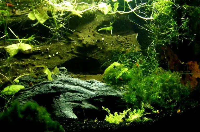 Aquarium stinkt nach faulen Eiern Ursachen und Lösunge