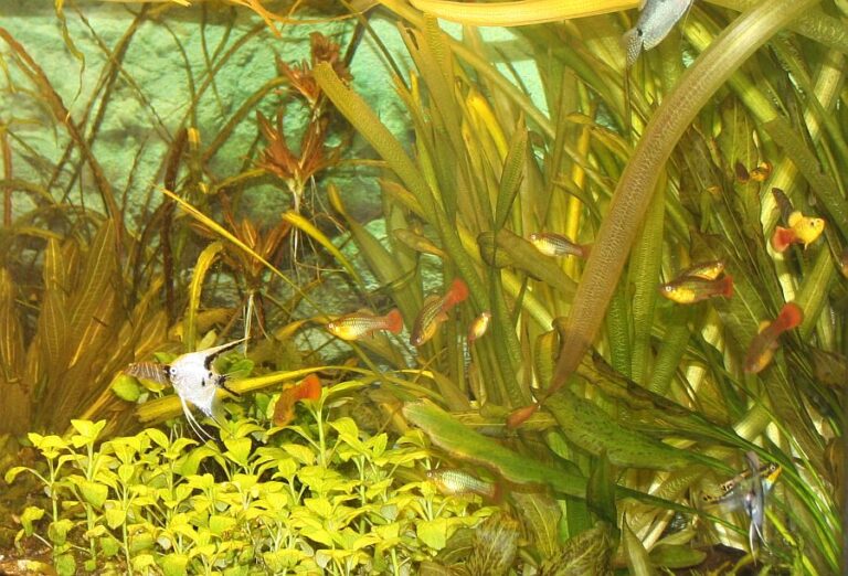 Gemeinschaftsbecken Wasserhärte erhöhen