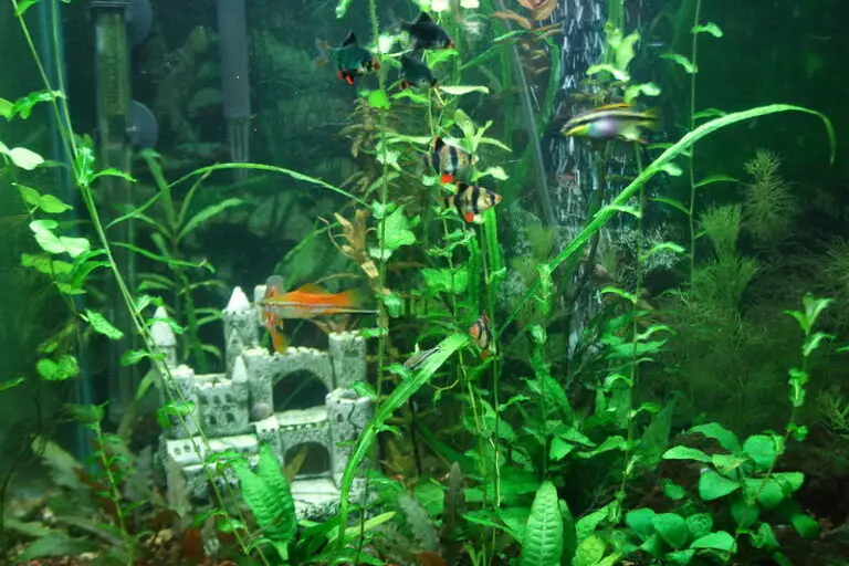 Leitwert im Aquarium verstehen
