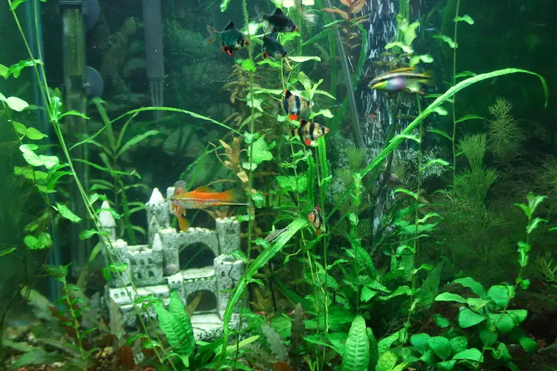 Leitwert im Aquarium verstehen