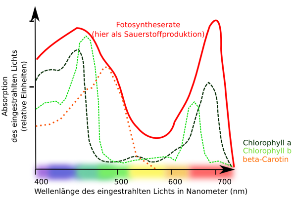 Lichtfarben & deren Wirkung auf Pflanzenwachstum