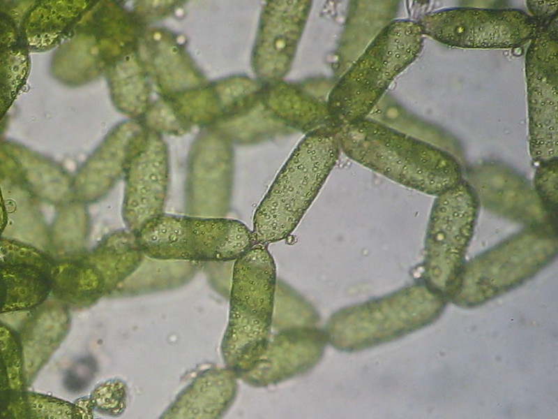 Aquarium Algen