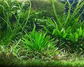 Pflanzen gegen Algen Aquarium
