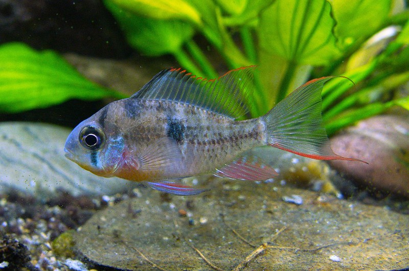 Prächtiger Schmetterlingsbuntbarsch (Mikrogeophagus ramirezi)