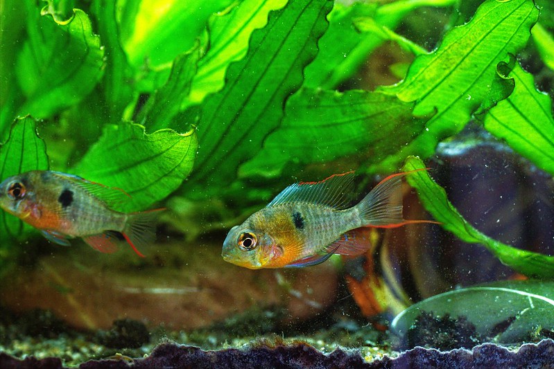Harmonisches Gesellschaftsaquarium mit Schmetterlingsbuntbarschen und geeigneten Mitbewohnern