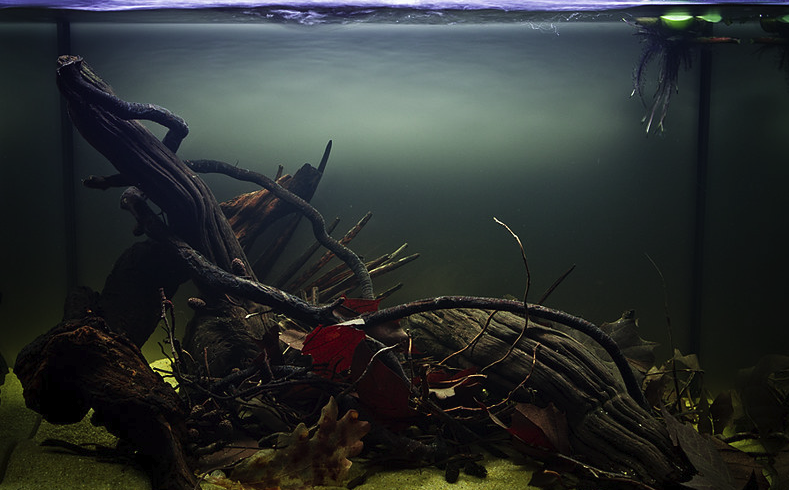 Einrichtungsbeispiel für ein Schwarzwasser-Aquarium mit Wurzeln und Blättern