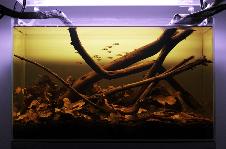 Natürliches Schwarzwasser-Biotop im Amazonasgebiet