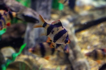 einzelner Sumatrabarbe