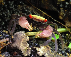 Vampirkrabbe Aquarium
