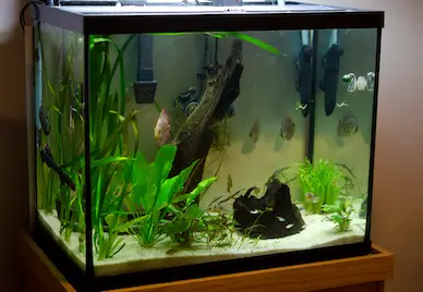 Wie viele Fische im Aquarium