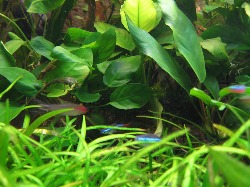 Aquarium niedrige Phosphatwerte
