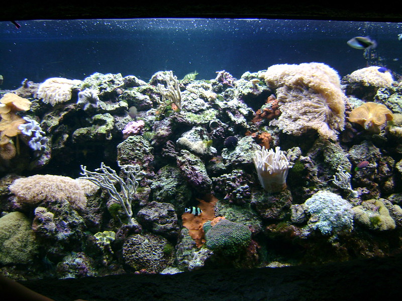 Aquarium nur mit Korallen