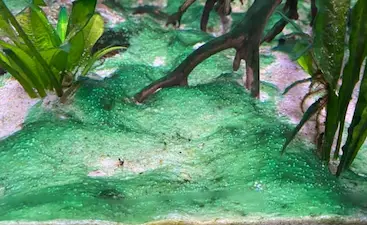 blaualgen aquarium