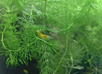 Schnellwachsende Aquarienpflanzen wie Hornkraut und Wasserpest
