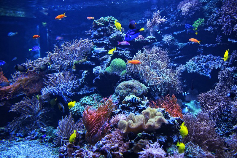 meerwasser aquarium kosten