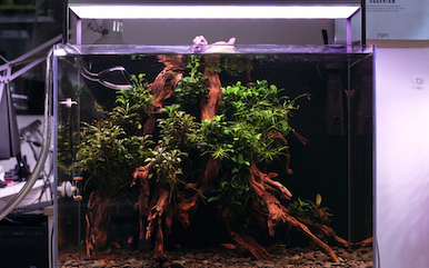 Kleines Schwarzwasser-Aquarium