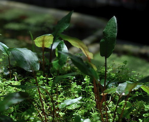 Cryptocoryne wendtii in verschiedenen Farbvarianten - ideale Weichwasserpflanze