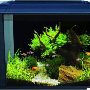 Garnelen Community Aquarium 60L