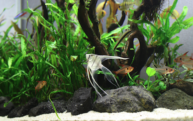 Ausgewogen besetztes 200 Liter Aquarium