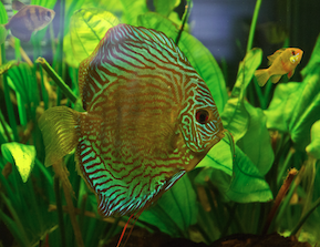 Diskusfische in einem Aquarium - perfekt für weiches Wasser von 1-5 °dGH